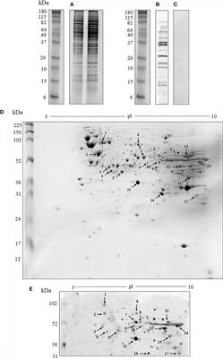 Immunoproteomic and Immunopeptidomic Analyses of Histoplasma capsulatum Reveal Promiscuous and Conserved Epitopes Among Fungi With Vaccine Potential